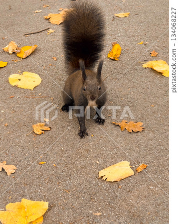 Curious squirrel standing on autumn pavement. Wildlife portrait, curiosity, and connection between humans and nature 134068227