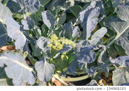The Healthy Broccoli is Growing Beautifully and Vibrantly in My Lovely Garden Space 134068283