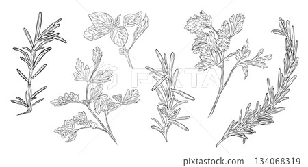 Monochrome botanical drawing of fragrant herbs and spices. Set, clip art. Graphic hand drawn ink vector Monochrome botanical drawing of fragrant herbs and spices. Set, clip art. Graphic hand drawn ink vector 134068319