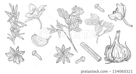 Monochrome botanical drawing of fragrant herbs and spices. Set, clip art. Graphic hand drawn ink vector Monochrome botanical drawing of fragrant herbs and spices. Set, clip art. Graphic hand drawn ink vector 134068321