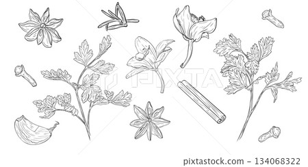 Monochrome botanical drawing of fragrant herbs and spices. Set, clip art. Graphic hand drawn ink vector 134068322