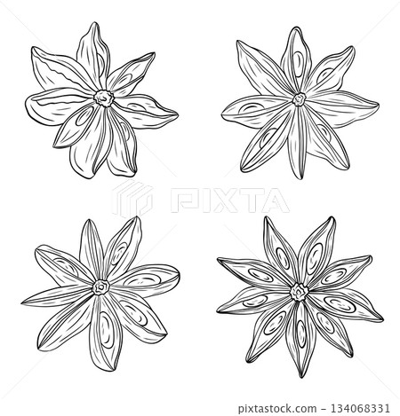 Set, clip art of monochrome botanical fragrant spice drawing of star anise plant isolated on white background. Graphic ink vector 134068331
