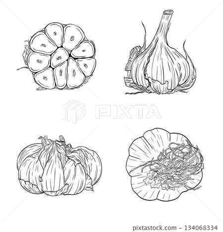 Garlic head, slice of garlic monochrome botanical fragrant spice drawing set, clip art. Isolated. Graphic hand drawn ink vector 134068334