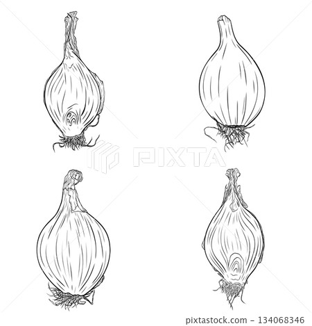Onion head, cut lengthwise, onion slices monochrome botanical aromatic vegetables illustration set, clip art ink vector Onion head, cut lengthwise, onion slices monochrome botanical aromatic vegetables illustration set, clip art ink vector 134068346