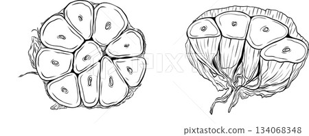 Monochrome botanical fragrant spice drawing of a slice of garlic head set, clip art. Isolated. Graphic hand drawn ink vector Monochrome botanical fragrant spice drawing of a slice of garlic head set, clip art. Isolated. Graphic hand drawn ink vector 134068348