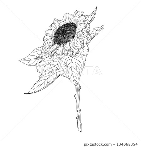 Gorgeous open sunflower with large petals Gorgeous open sunflower with large petals 134068354