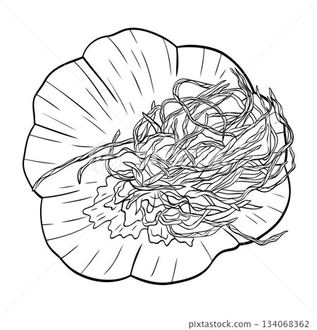 Monochrome botanical fragrant spice drawing of head of garlic isolated on white background. Graphic hand drawn ink vector 134068362