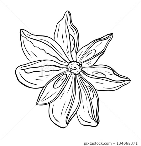 Monochrome botanical fragrant spice drawing of star anise plant isolated on white background. Graphic hand drawn ink vector 134068371