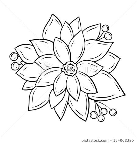 Monochrome botanical Christmas poinsettia with leaves. Graphic line art hand drawn ink black and white vector illustration 134068380