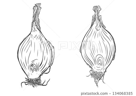 Onion head, cut lengthwise monochrome botanical aromatic vegetables illustration set, clip art ink vector Onion head, cut lengthwise monochrome botanical aromatic vegetables illustration set, clip art ink vector 134068385