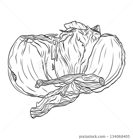 Monochrome botanical fragrant spice head of garlic Monochrome botanical fragrant spice head of garlic 134068405