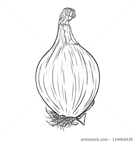 Onion head monochrome botanical aromatic vegetable illustration. Isolated on white background. Hand-drawn graphic ink vector Onion head monochrome botanical aromatic vegetable illustration. Isolated on white background. Hand-drawn graphic ink vector 134068436