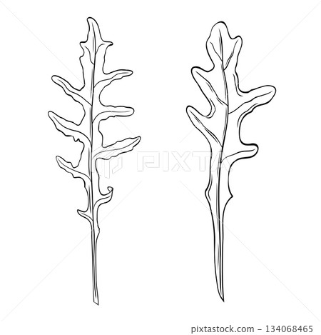 Set, clipart of monochrome botanical fragrant herb drawing of arugula plants. Graphic hand drawn ink vector 134068465