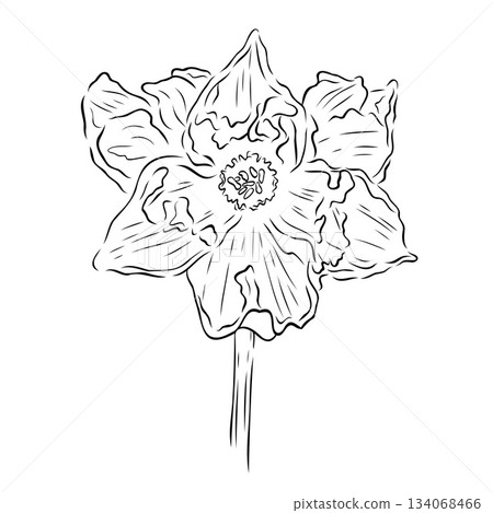 Wonderful daffodil flower. Vector graphic illustration, object from a large set of daffodils 134068466