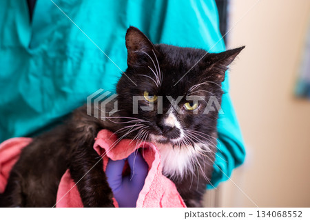 Compassionate veterinary team gently assesses nervous black cat patient in office Compassionate veterinary team gently assesses nervous black cat patient in office 134068552