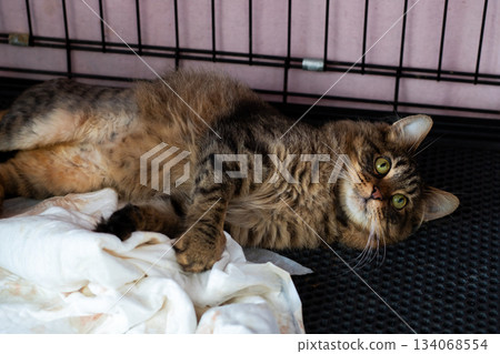 Relaxed tabby lounging in shelter, Peaceful cat resting inside cage with gentle expression Relaxed tabby lounging in shelter, Peaceful cat resting inside cage with gentle expression 134068554