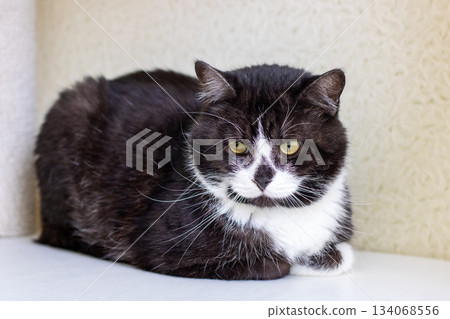 Peaceful feline repose, Contented black and white cat relaxing in cozy home environment 134068556