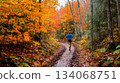 A person runs along a winding path in a tranquil forest, surrounded by trees adorned with brilliant autumn colors. The scenery showcases a peaceful atmosphere perfect for outdoor activities. A person runs along a winding path in a tranquil forest, surrounded by trees adorned with brilliant autumn colors. The scenery showcases a peaceful atmosphere perfect for outdoor activities. 134068751