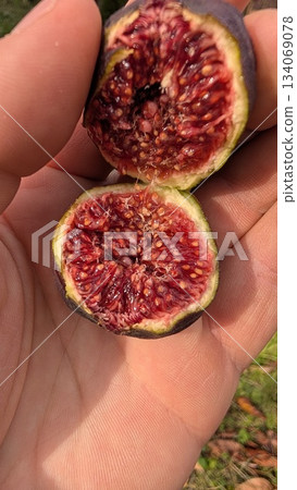 fruit inspection scene, gardener closely observes freshly picked fig with moist seeds in bright garden setting fruit inspection scene, gardener closely observes freshly picked fig with moist seeds in bright garden setting 134069078