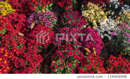 Celebratory floral display blending vibrant shades and textured petals 134069096