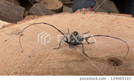 Sprawling antennae beetle adopts striking guard position on timber 134069103