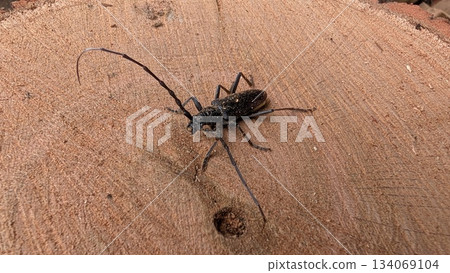 Beetle inspects wood, Dusk emphasizes antennae and bark textures 134069104