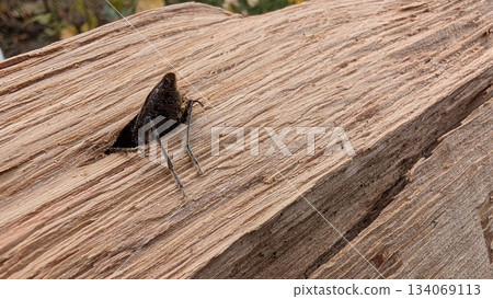 Closeup of moth silhouette against textured wooden surface 134069113