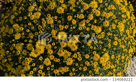 Cluster of sunny yellow chrysanthemums formed into compact sphere visual 134069221