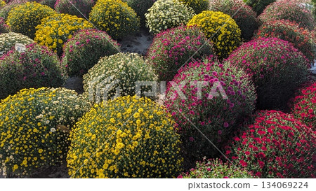 Vivid fall festival decor with blooming chrysanthemum spheres Vivid fall festival decor with blooming chrysanthemum spheres 134069224