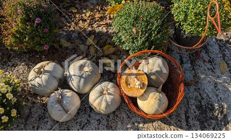 Harvestthemed garden setup featuring pumpkins and vibrant foliage outdoors 134069225