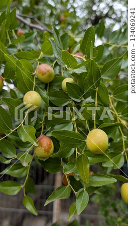 Summer growth of unripe leafy cornelian cherries on branch Summer growth of unripe leafy cornelian cherries on branch 134069241