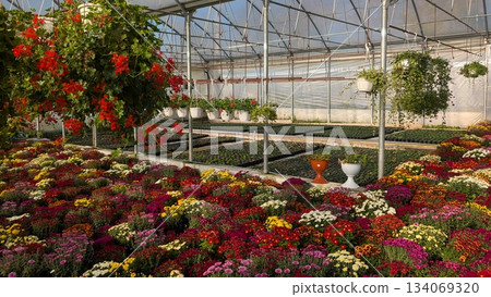 Extensive nursery setup for fall floral displays and harvest 134069320