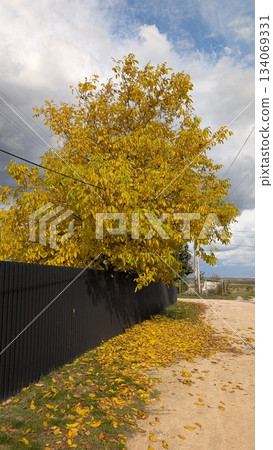 Autumn landscape imagery, Rustic trees and fallen leaves scene 134069331