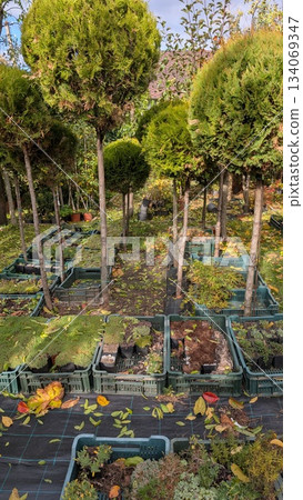 Garden center displaying various potted conifers and saplings Garden center displaying various potted conifers and saplings 134069347