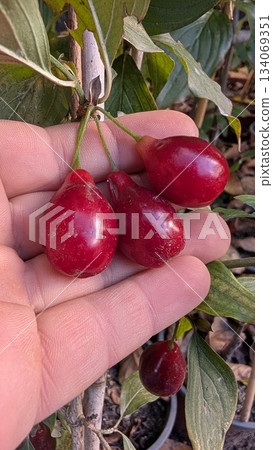 Trio of palmheld ripe red cornelian cherries during foraging 134069351