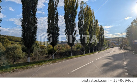 Sunny treelined avenue stretching past vineyards and hills 134069463