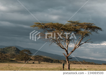Kenya Photographers By Antony Trivet Photography 134069500