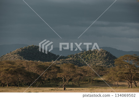 Kenya Photographers By Antony Trivet Photography 134069502