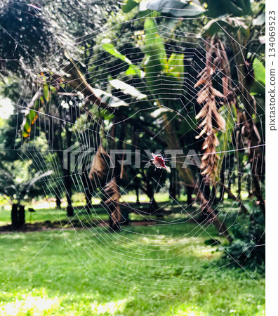 Kenya Photographers By Antony Trivet Photography 134069523