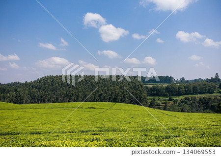 Kenya Photographers By Antony Trivet Photography 134069553