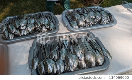 Vibrant display of small fish on stainless trays for sale Vibrant display of small fish on stainless trays for sale 134069600