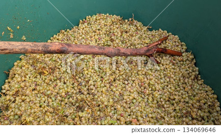 handcrafted smallbatch wine making, traditional winemaking scene with fruit pulp and wooden tools 134069646