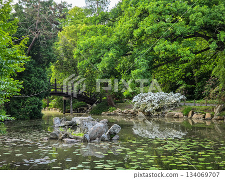 Serene Park Lake Ducks in Their Natural Habitat Serene Park Lake Ducks in Their Natural Habitat 134069707