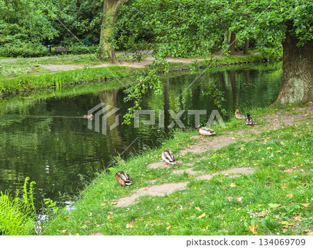 Serene Park Lake Ducks in Their Natural Habitat Serene Park Lake Ducks in Their Natural Habitat 134069709