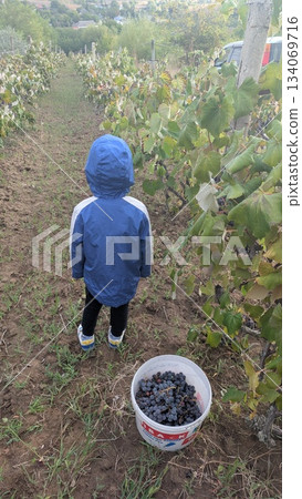 young child in blue coat collects dark grape clusters along vine pathway amidst rural setting young child in blue coat collects dark grape clusters along vine pathway amidst rural setting 134069716