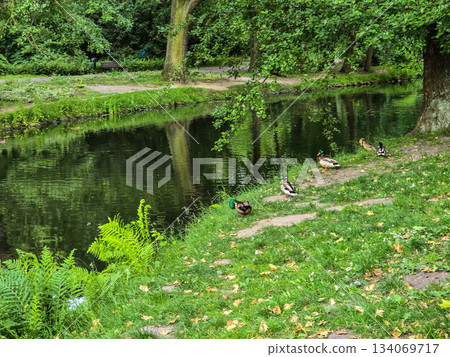 Serene Park Lake Ducks in Their Natural Habitat Serene Park Lake Ducks in Their Natural Habitat 134069717