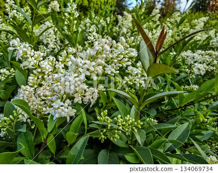 Delicate White Flowers Blooming Spring Freshness and Purity 134069734