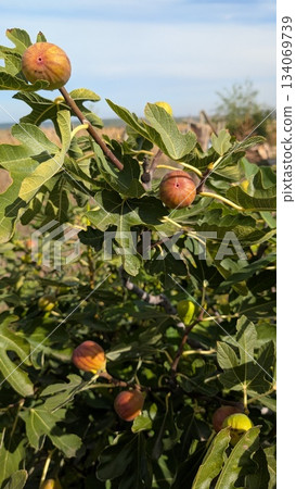 Ripe and exceptionally Juicy Fig Fruits are Hanging on a Branch Surrounded by Lush Green Leaves 134069739