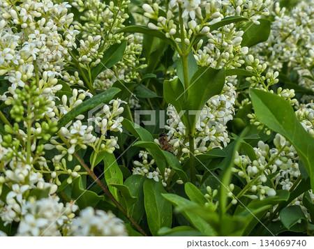 Delicate White Flowers Blooming Spring Freshness and Purity 134069740