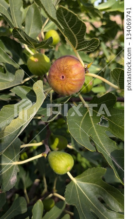 Ripening Figs on the Tree, Surrounded by Lush Green Leaves in a Beautiful Natural Setting 134069741